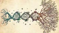 Image of DNA forming into a tree with leaves and roots